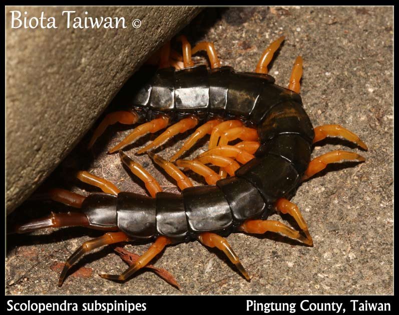 Dangerous Species of Taiwan