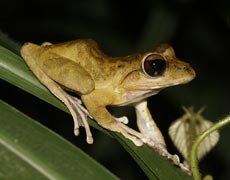 Order: Anura - Frogs & Toads