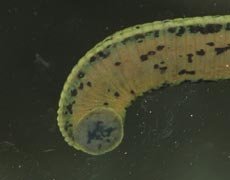 Order: Arhynchobdellida