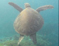 Species: Chelonia mydas