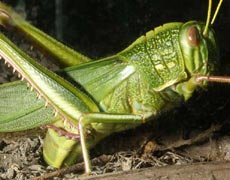 Species: Chondracris rosea