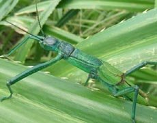 Species: Megacrania tsudai