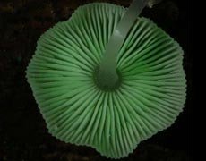 Species: Mycena chlorophos