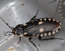 Species: Paranauphoeta formosana