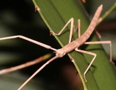 Order: Phasmatodea
