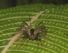 Order: Scutigeromorpha