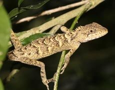 Order: Squamata - Lizards & Snakes